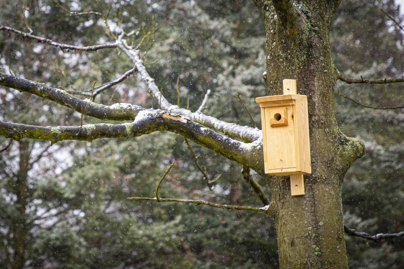 Budki dla ptaków i wiewiórek