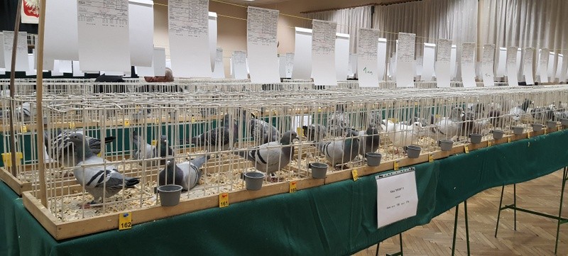 Wystawa gołębi pocztowych w DK "Chemik"