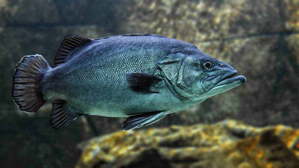Zalecenia dotyczące postępowania z żywymi rybami przeznaczonymi do sprzedaży