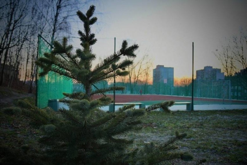 Bądź eko! Podaruj choince drugie życie. Po świętach zasadzimy ją w Bytomiu