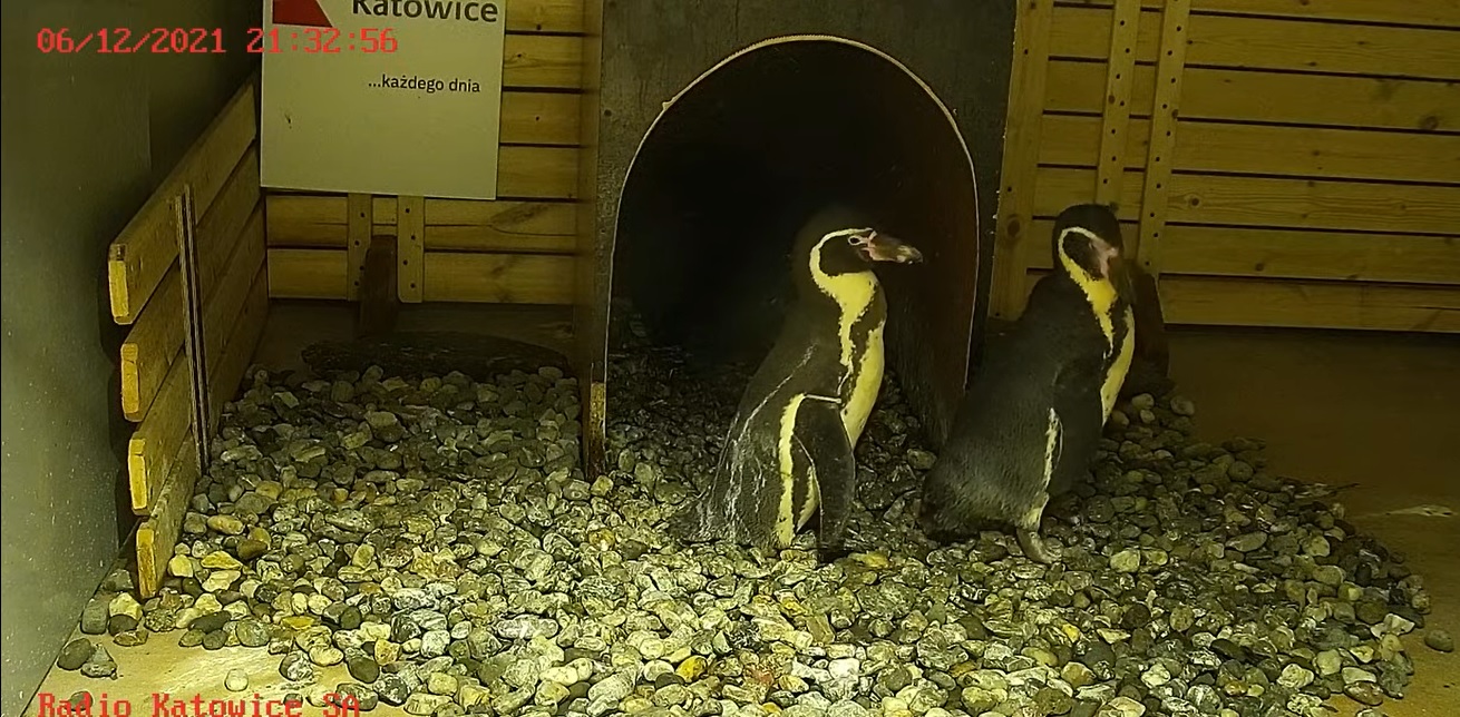 Teraz pingwiny z chorzowskiego ZOO można podglądać online. Zobaczcie transmisję!