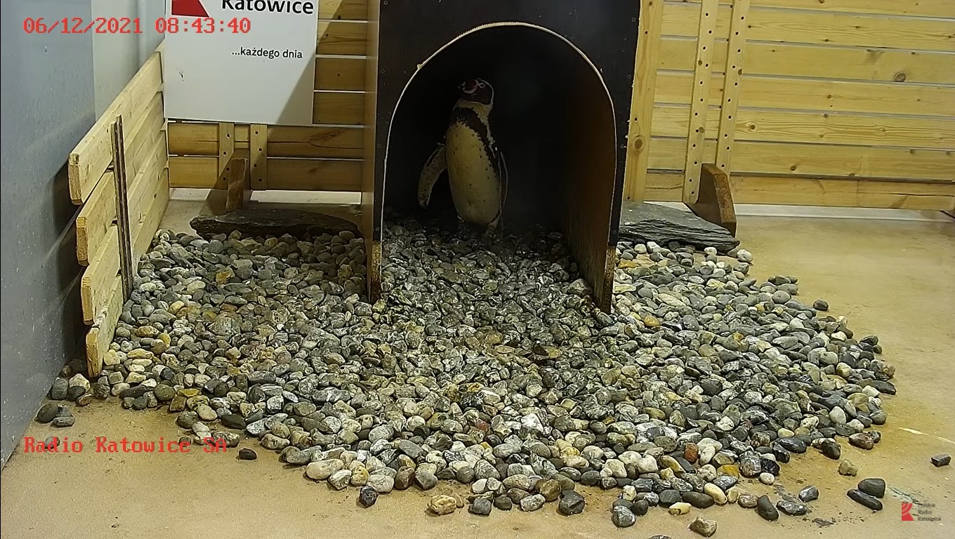 Teraz pingwiny z chorzowskiego ZOO można podglądać online. Zobaczcie transmisję!