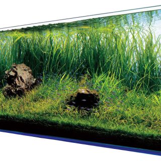 Co wpływa na żywotność rybek? O filtrach do akwarium i oczek wodnych słów kilka