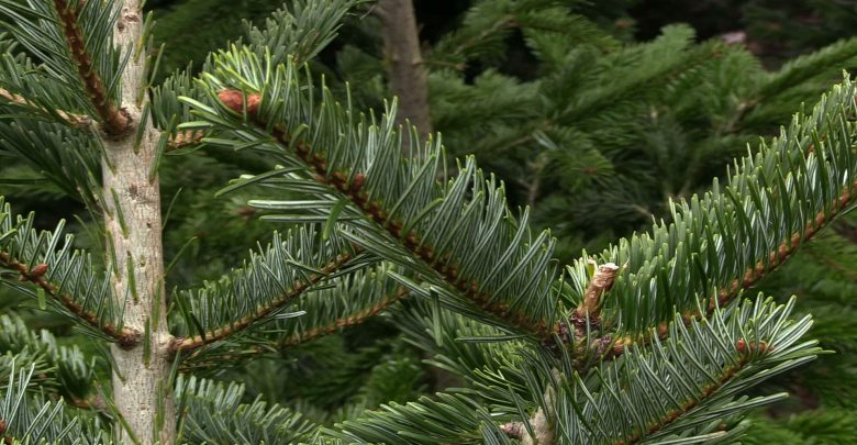 Katowice nie dołożą się do organizacji Sylwestrowej Mocy Przebojów na Stadionie Śląskim