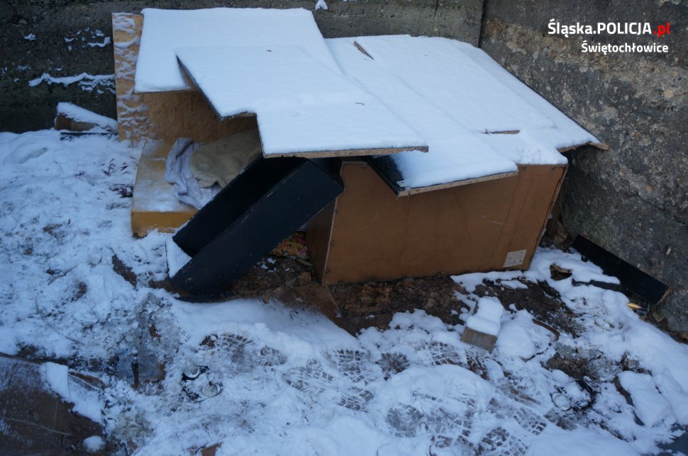 Zima to trudny czas dla zwierząt