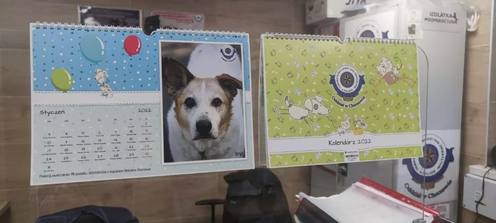Kup kalendarz i wesprzyj chorzowskie schronisko!