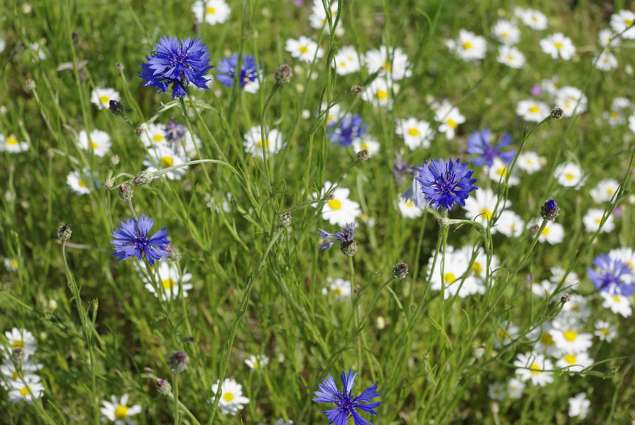 Hotele dla owadów stanęły na metropolitalnych łąkach kwietnych