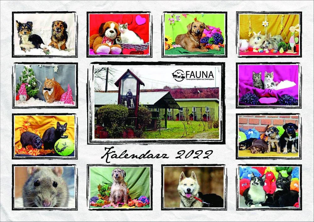 Schronisko „Fauna” przygotowało kalendarze ze swoimi podopiecznymi