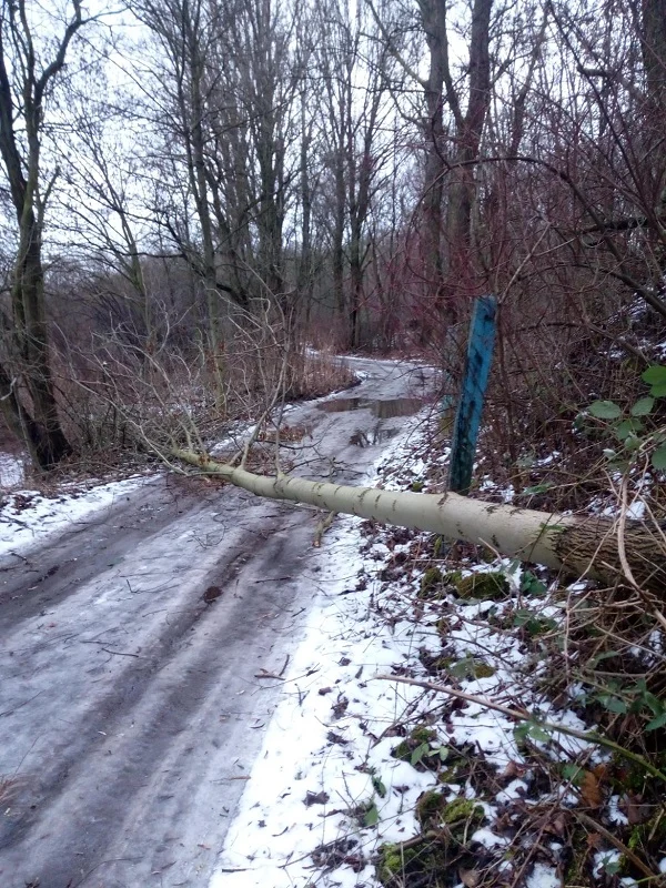 Wichura w Rudzie Śląskiej: W niedzielę strażacy interweniowali już 21 razy!