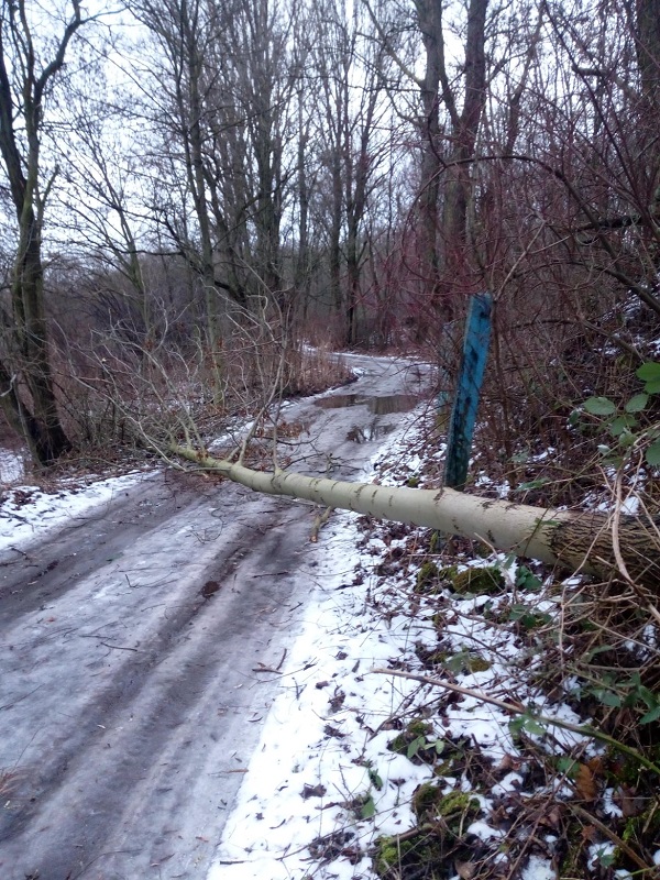 Wichura w Rudzie Śląskiej: W niedzielę strażacy interweniowali już 21 razy!