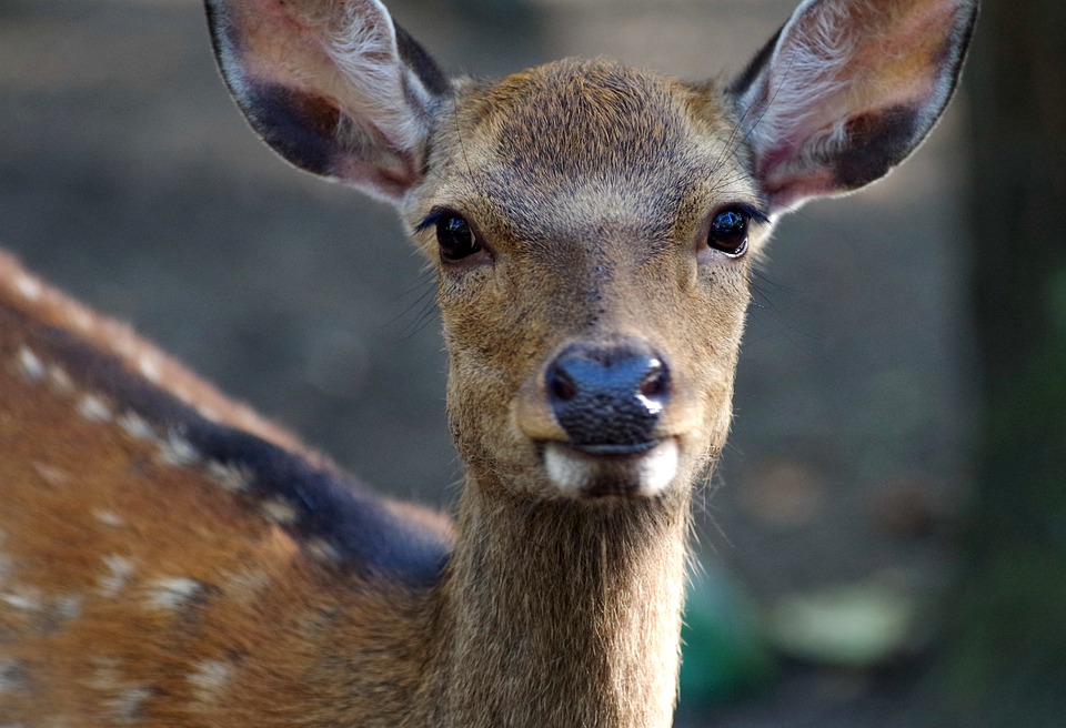 Osłabiona sarna na Ul. Głównej