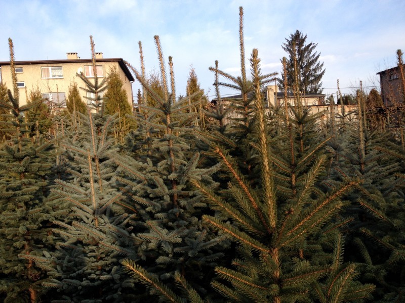 Jak pozbyć się choinki po świętach? Urząd Miasta przypomina