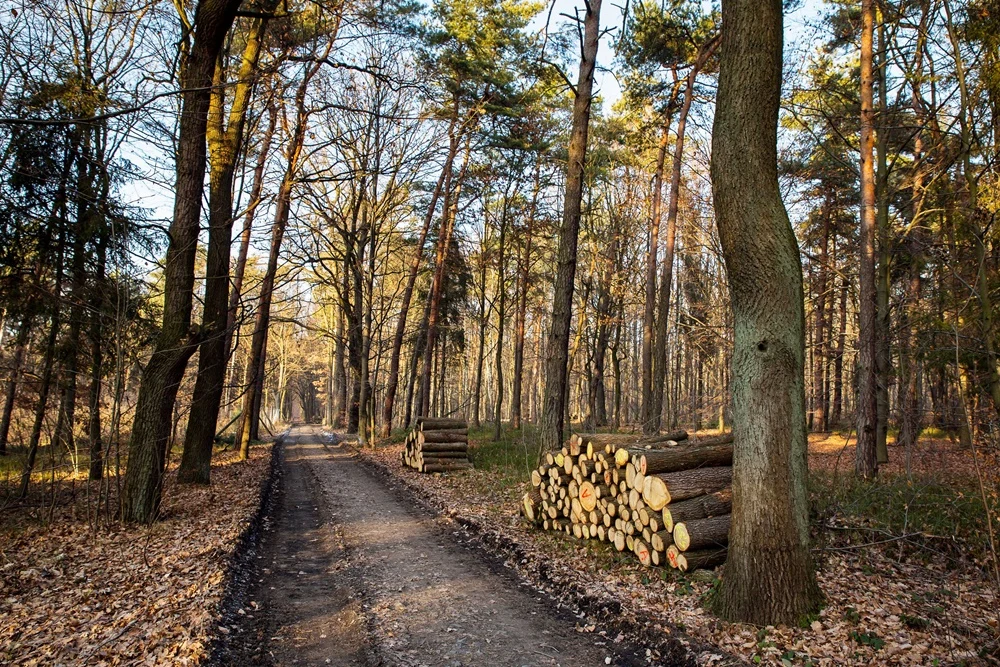 Gliwice w obronie lasów