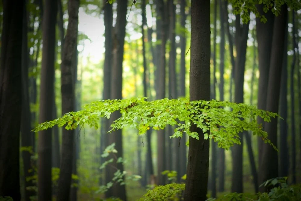 Plan Urządzenia Lasu, a bytomskie ostoje