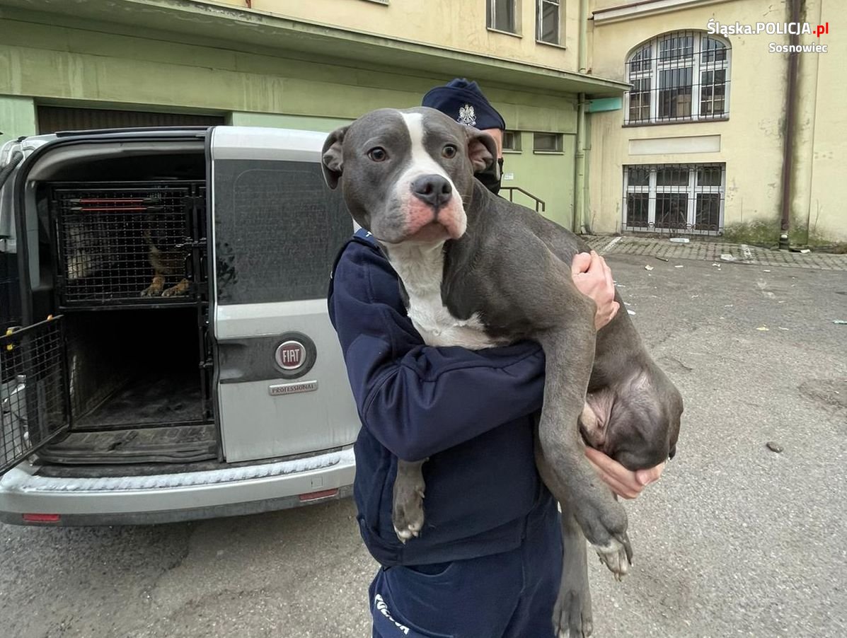 Sosnowieccy policjanci zabezpieczyli błąkającego się psa. Czworonoga odebrał właściciel