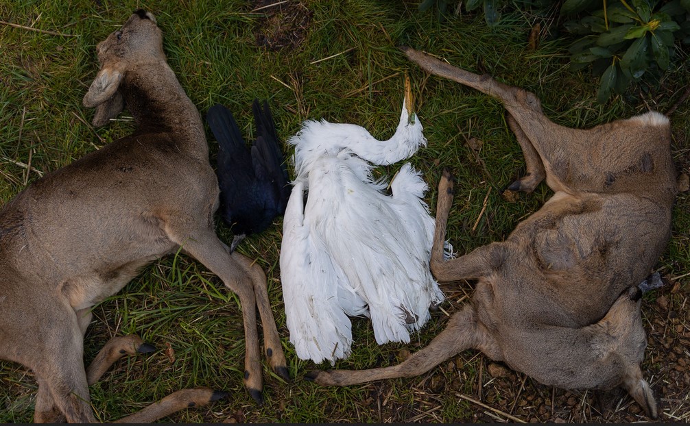 Leśne Pogotowie dotknięte przez sylwestrowe fajerwerki. Życie straciło kilkoro zwierząt