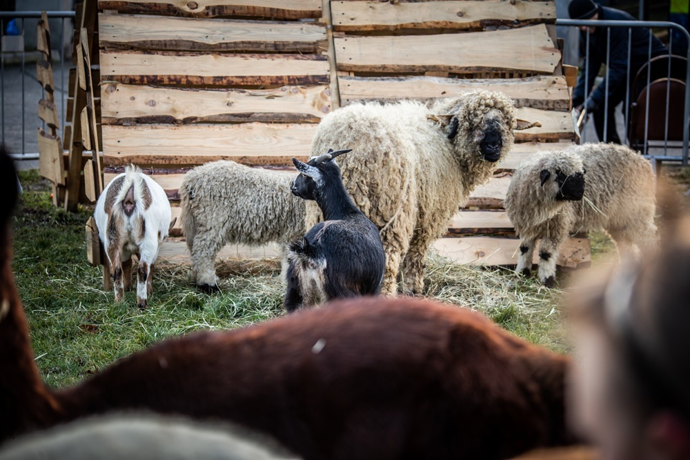 Żywa szopka w Świętochłowicach 16
