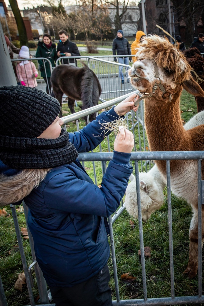 Żywa szopka w Świętochłowicach 17
