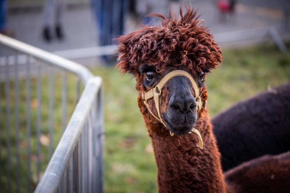 Żywa szopka w Świętochłowicach 19