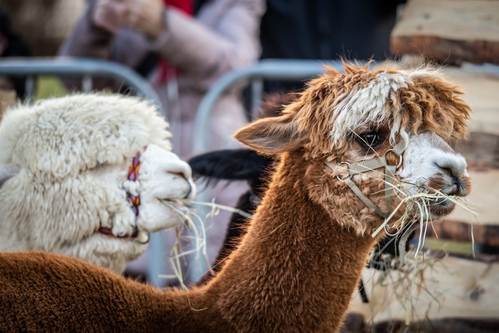 Żywa szopka w Świętochłowicach 21