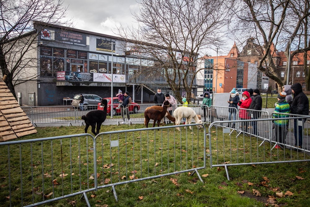 Żywa szopka w Świętochłowicach 22