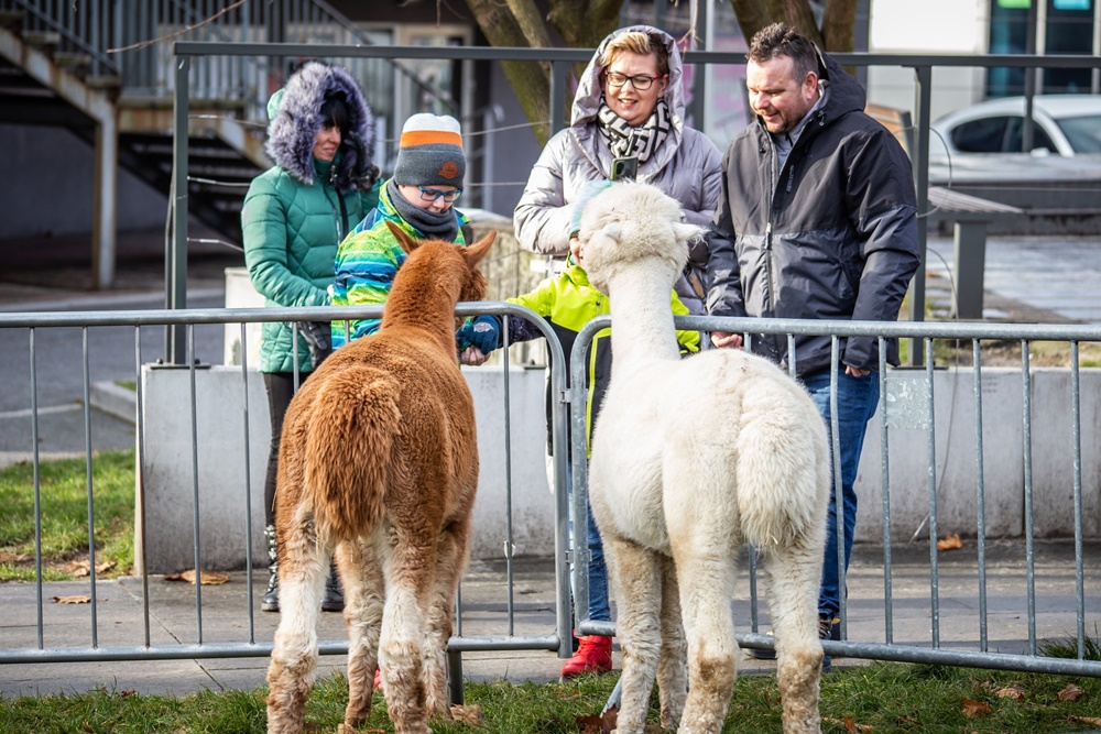 Żywa szopka w Świętochłowicach 23