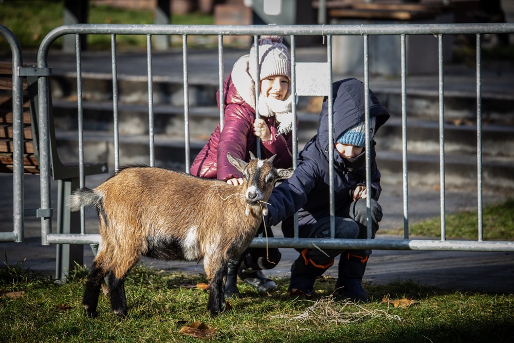 Żywa szopka w Świętochłowicach 24