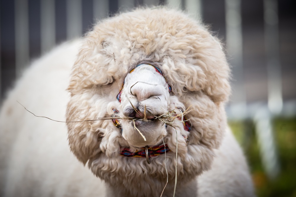 Żywa szopka w Świętochłowicach 26