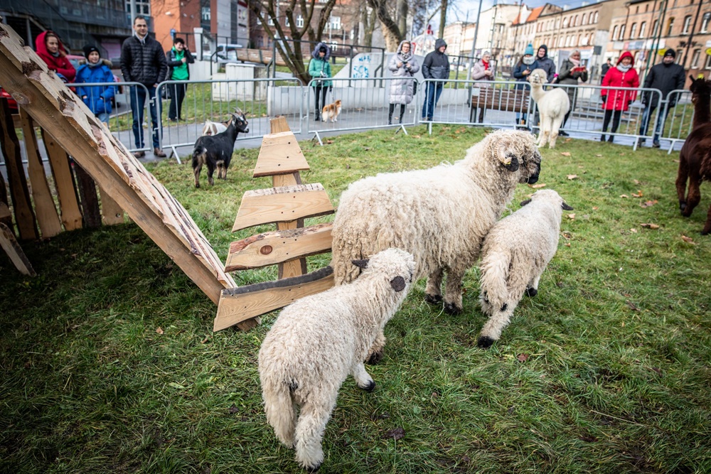 Żywa szopka w Świętochłowicach 27