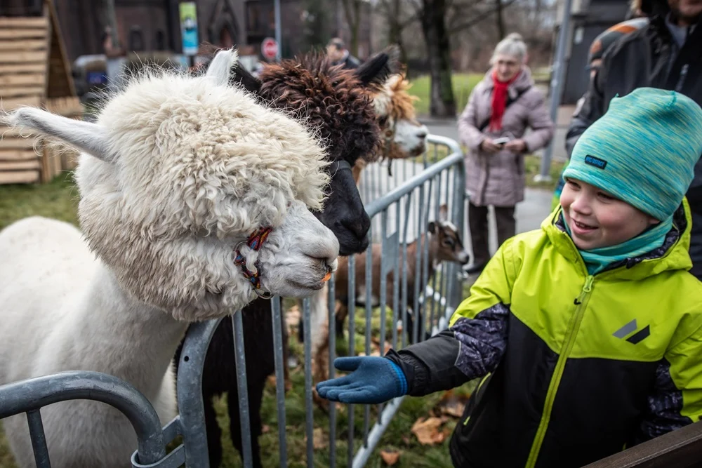 Żywa szopka przyciąga tłumy mieszkańców Świętochłowic