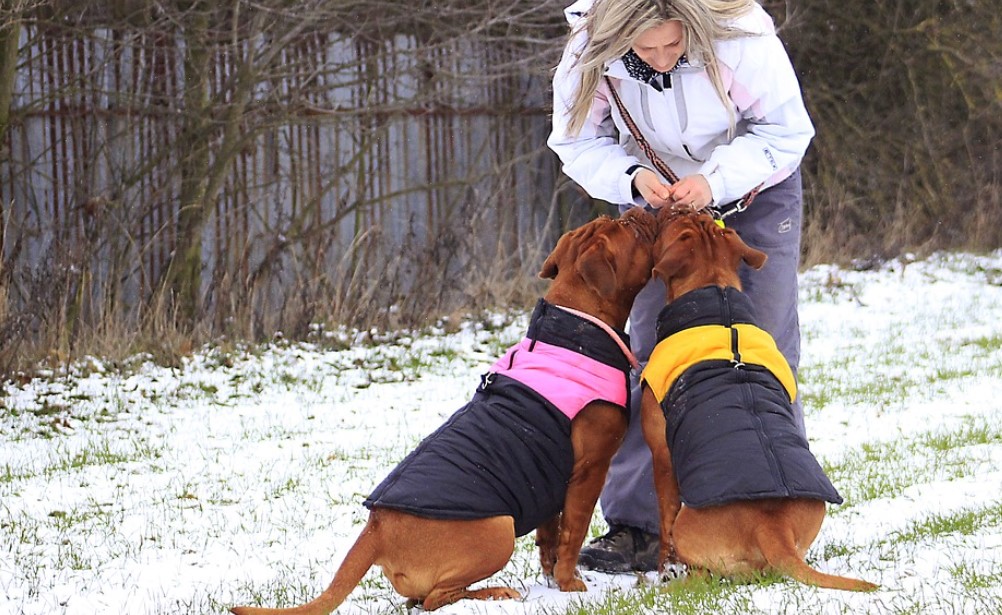CIM szuka wolontariuszy dla osób na kwarantannie. Mile widziani fani czworonogów