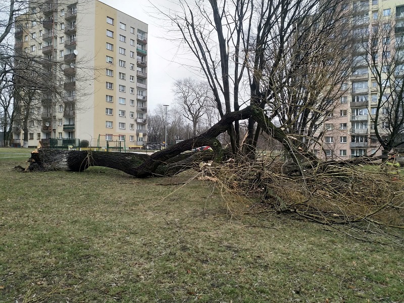W Chorzowie trwa usuwanie skutków wichury, która przeszła przez miasto