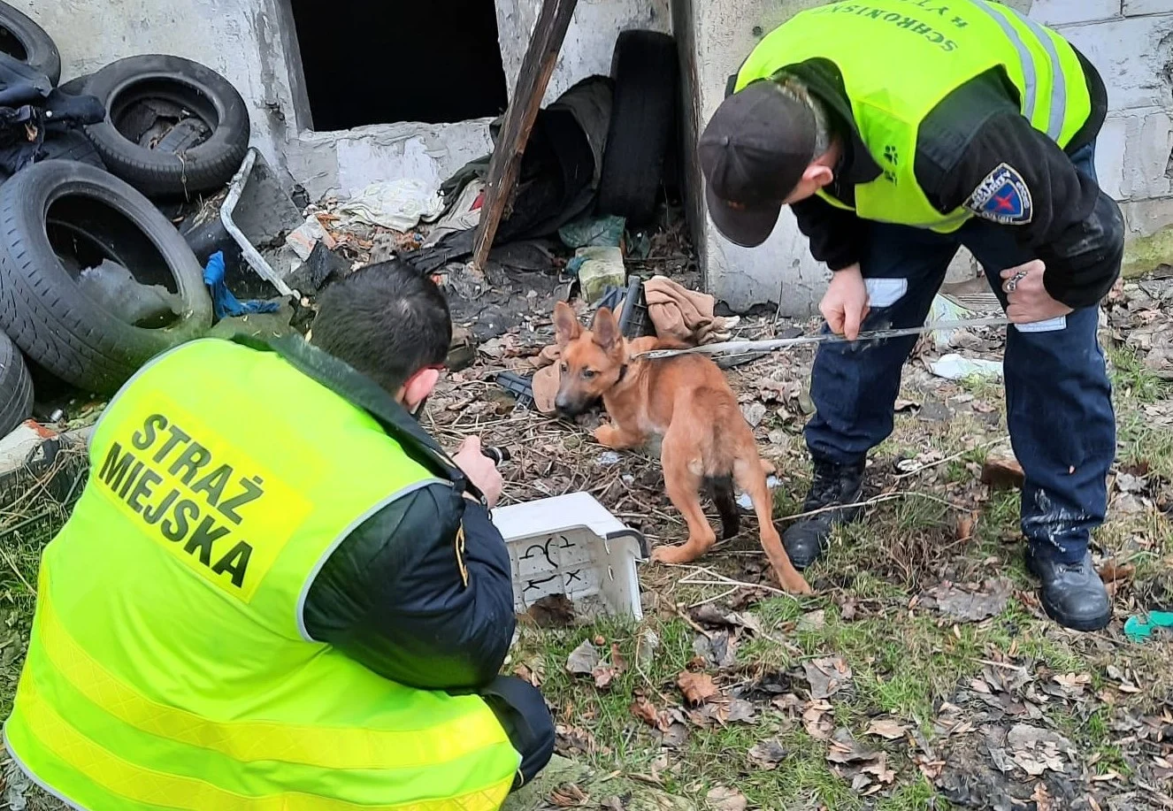 Strażnicy miejscy znaleźli psa w piwnicy opuszczonego domu przy ul. Bytomskiej