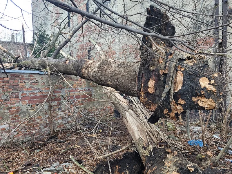 Wichura w Świętochłowicach: Silny wiatr zrywał elewację z budynków, powalił drzewa