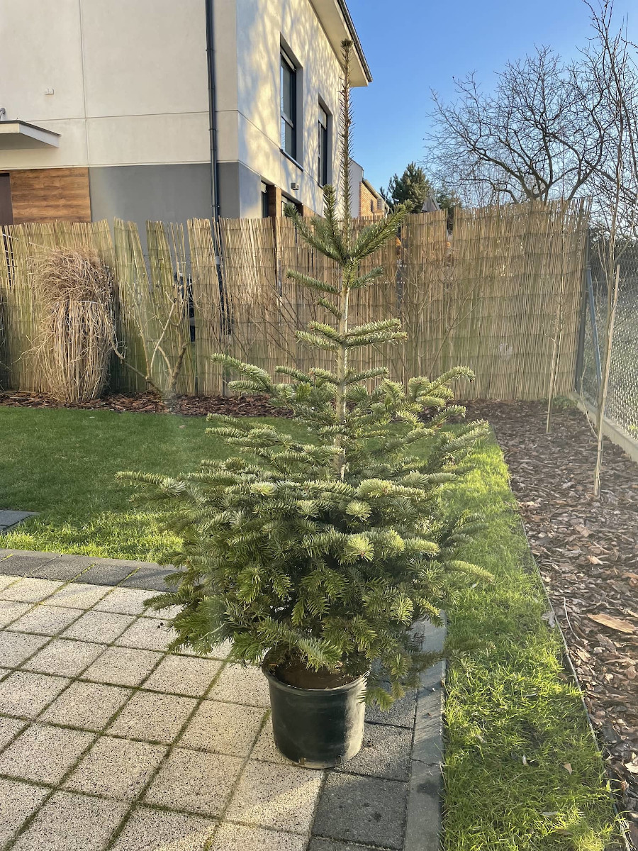 Jak wyrzucić choinkę, by nie płacić mandatu 500 zł?