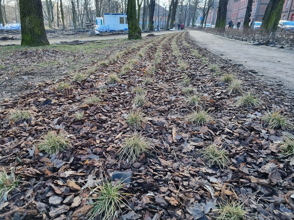 Modernizacja Parku Dworskiego 18