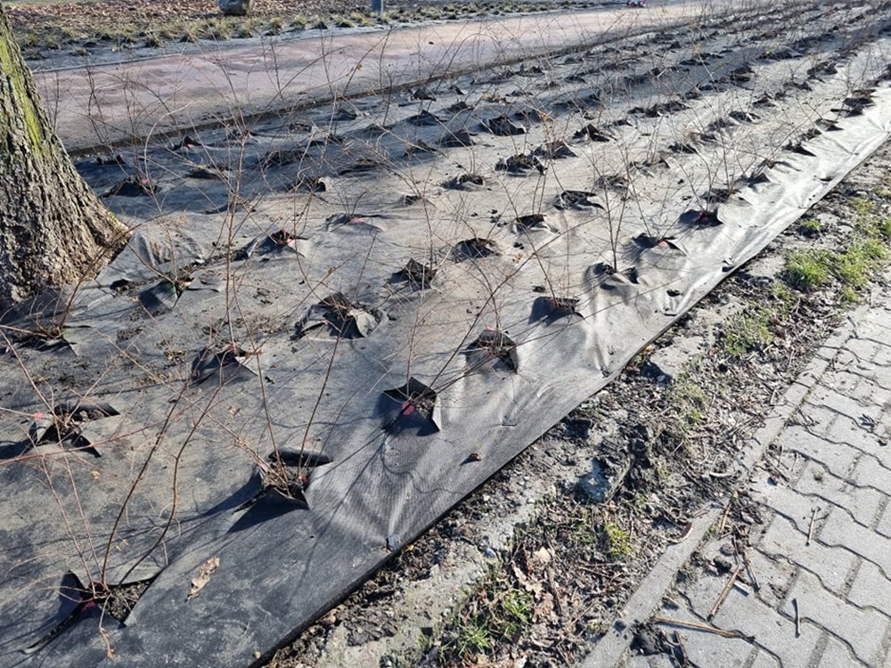 Modernizacja Parku Dworskiego 25