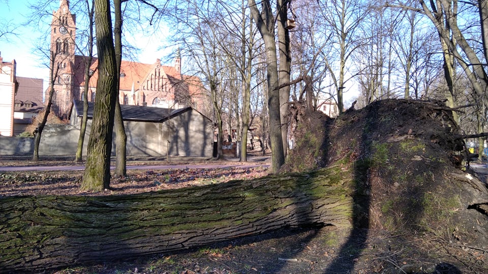 Krajobraz po wichurze w Rudzie Śląskiej - strażacy interweniowali 36 razy