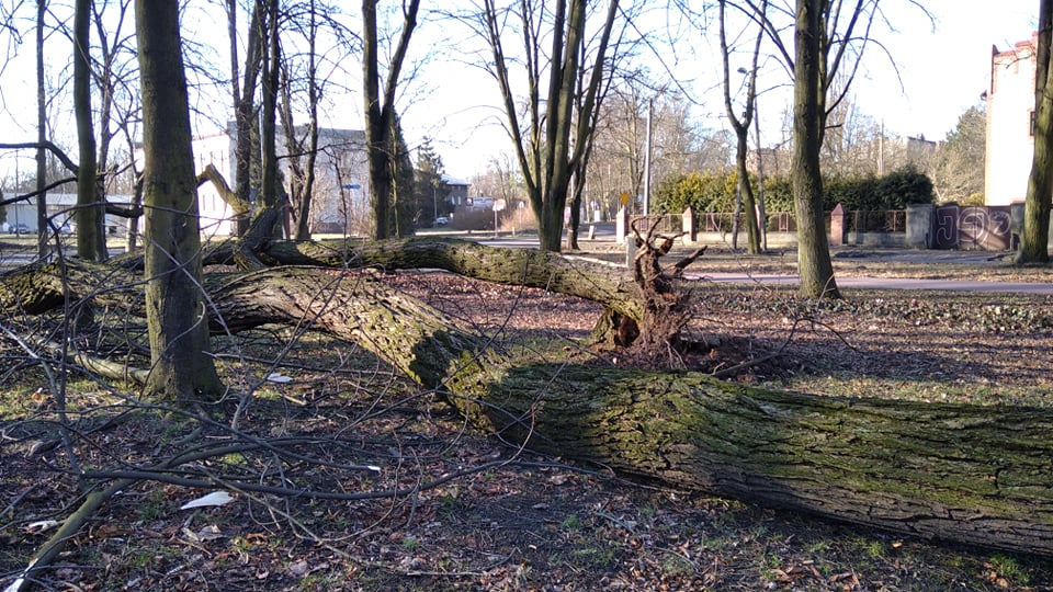 Wichura w Rudzie Śląskiej 6