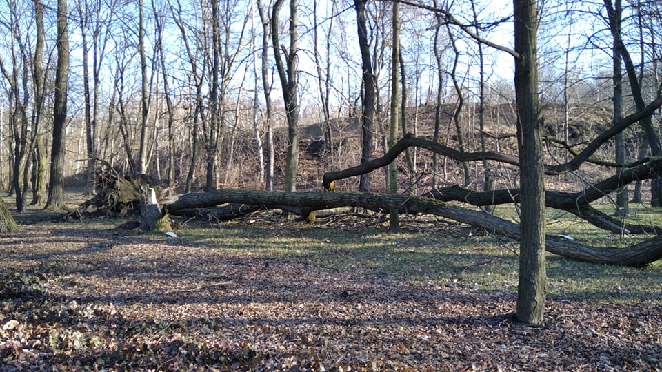 Wichura w Rudzie Śląskiej 8