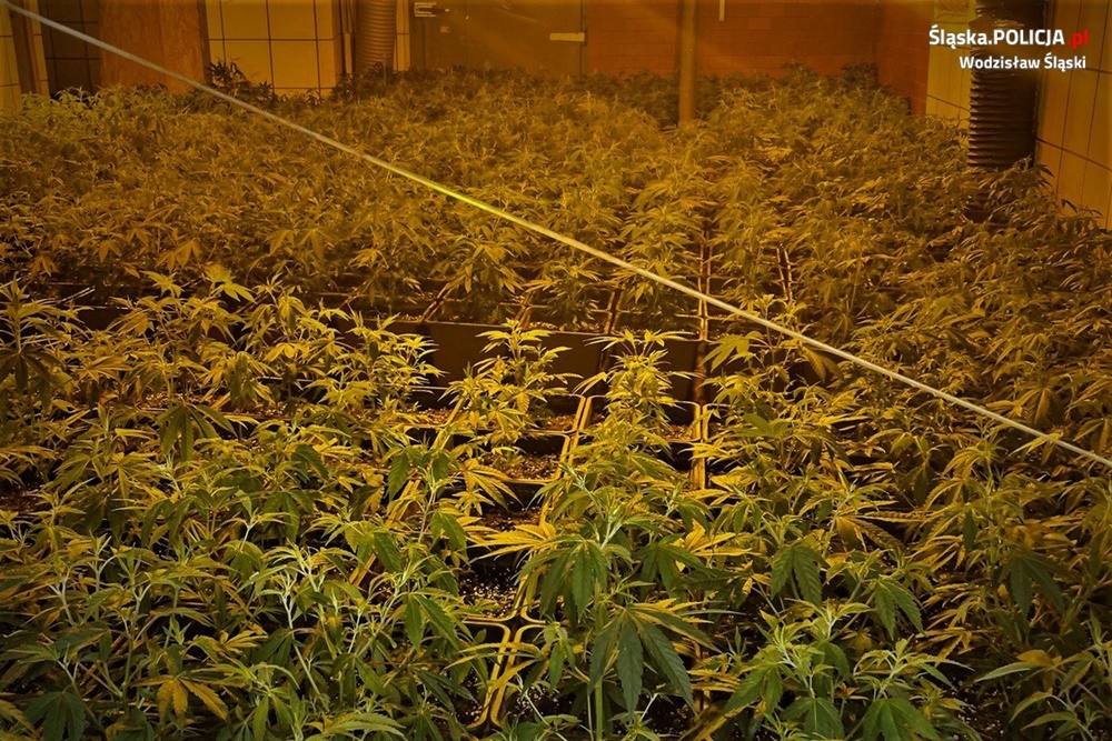 Wodzisławscy policjanci ujawnili plantację konopi indyjskich