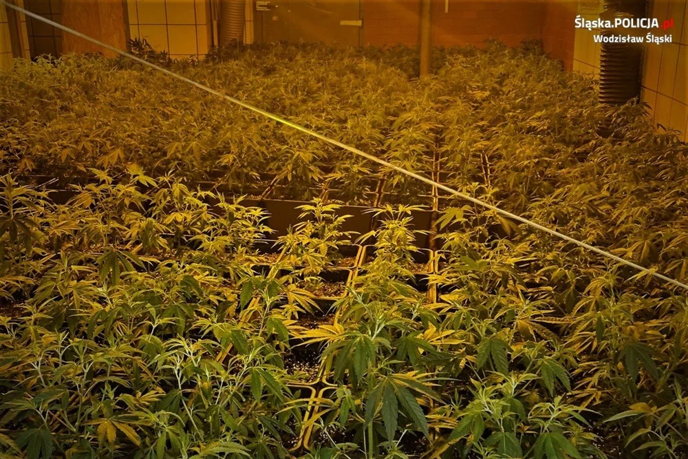 Wodzisławscy policjanci ujawnili plantację konopi indyjskich