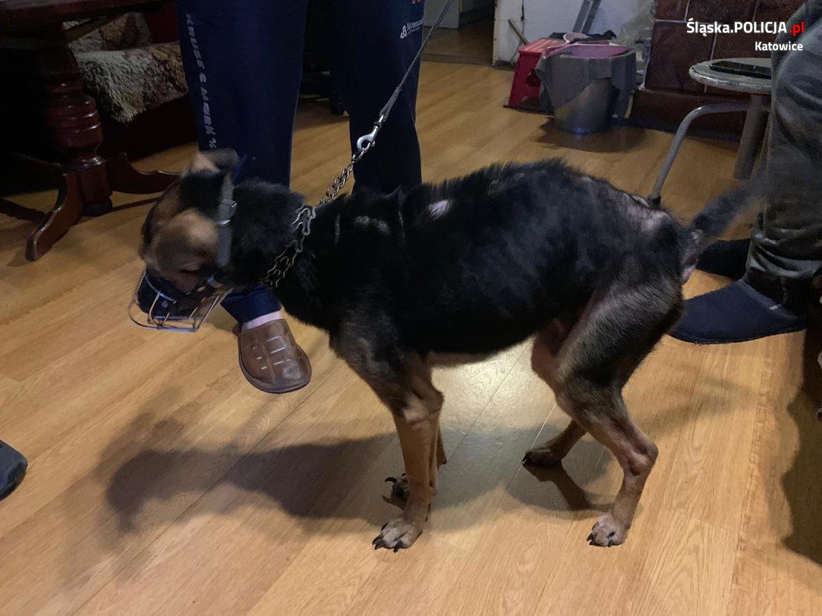 Odebrali właścicielowi wychudzonego psa