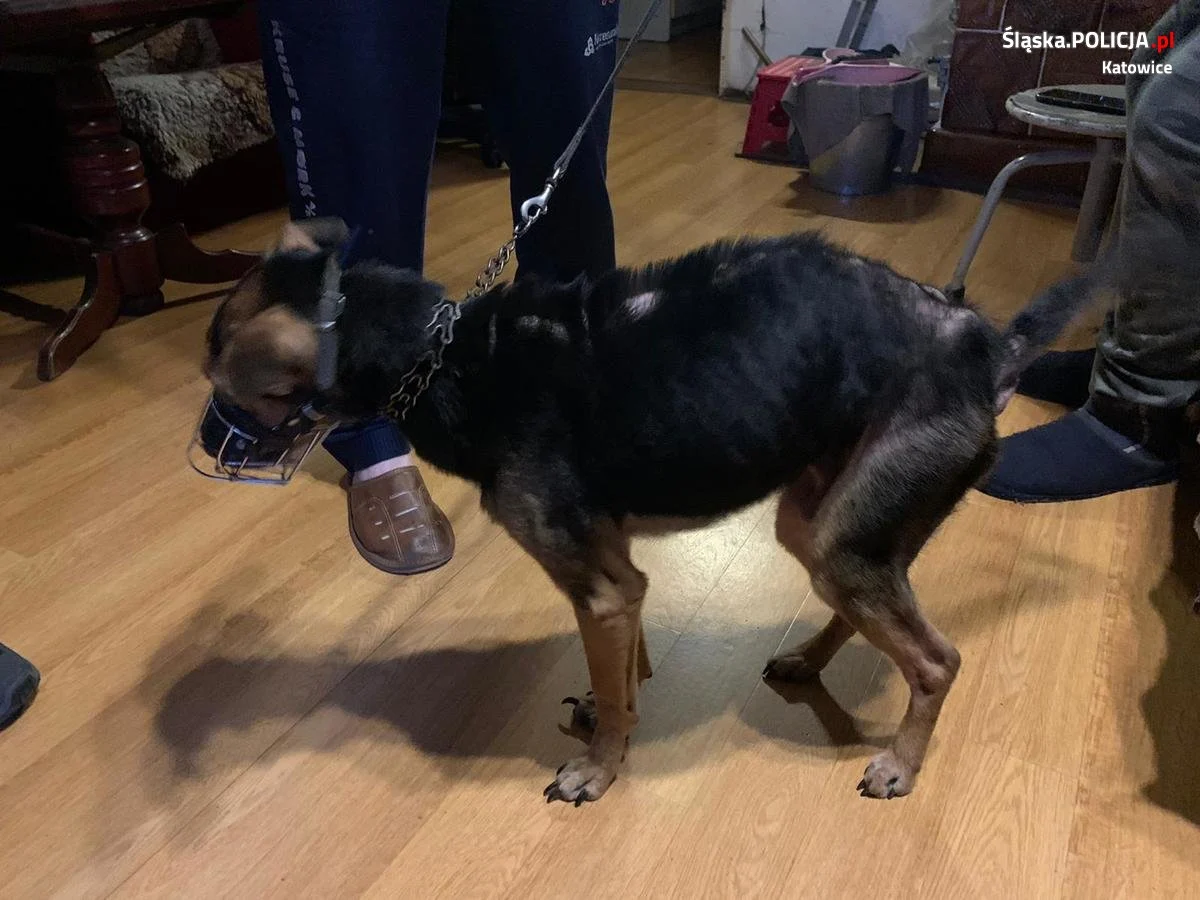 Odebrali właścicielowi wychudzonego psa