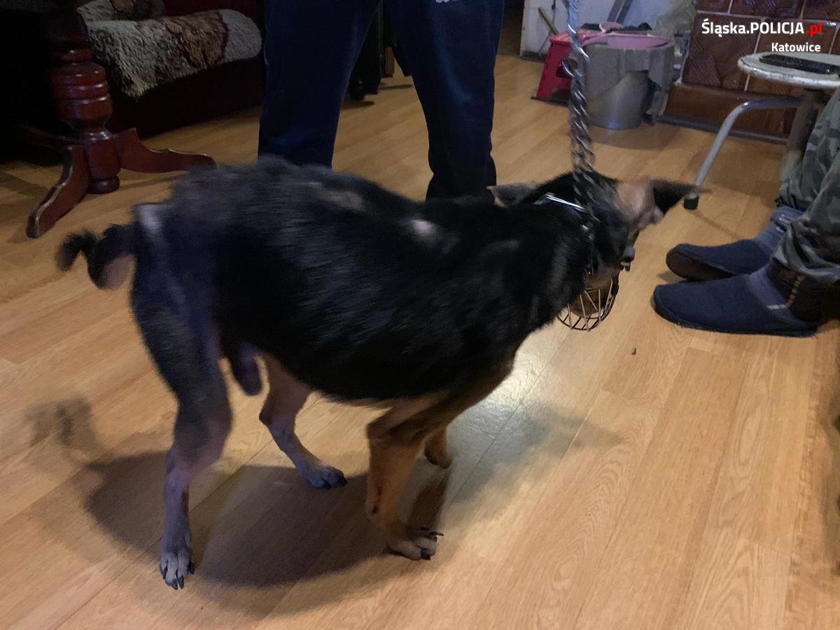 Odebrali właścicielowi wychudzonego psa
