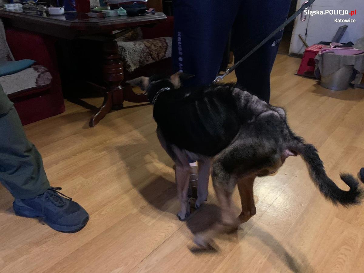 Odebrali właścicielowi wychudzonego psa