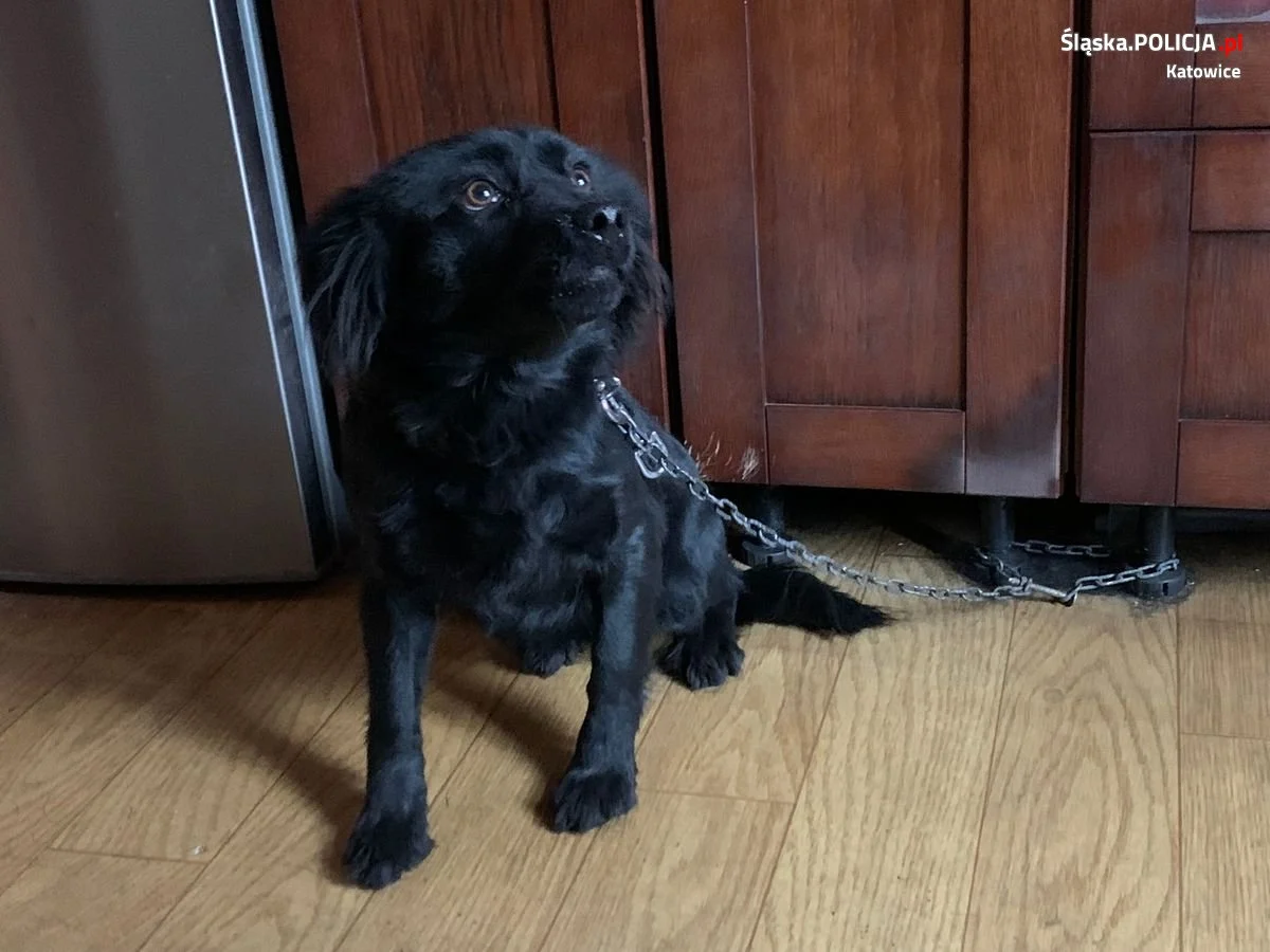 Policjanci odebrali kolejnego psa nieodpowiedzialnemu właścicielowi