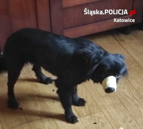 Policjanci odebrali kolejnego psa nieodpowiedzialnemu właścicielowi