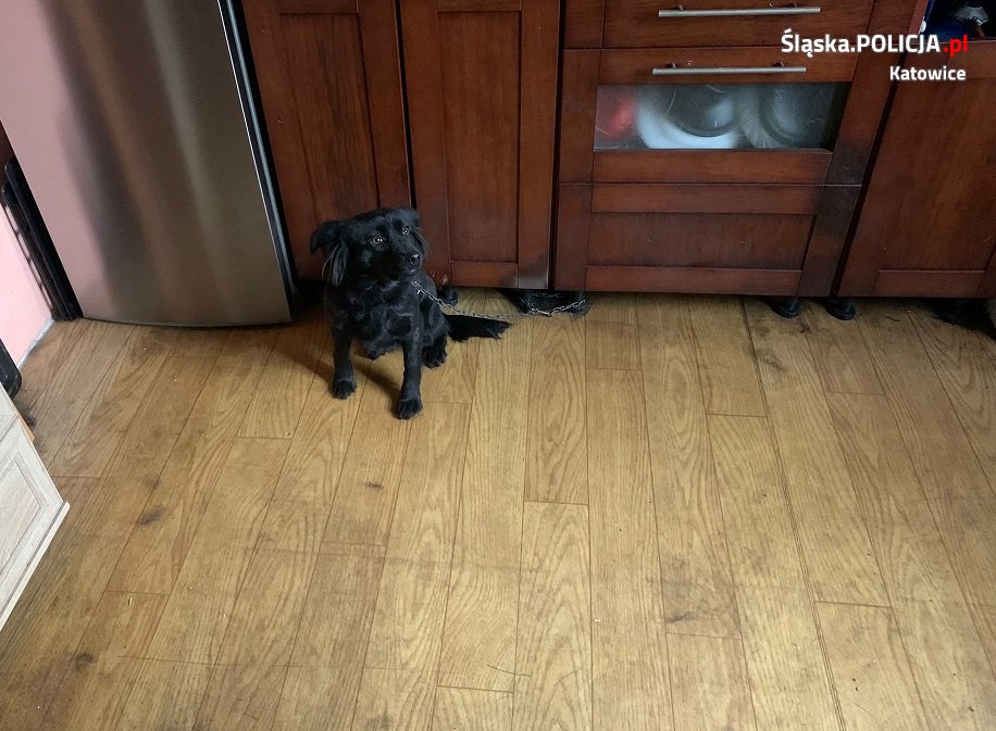 Policjanci odebrali kolejnego psa nieodpowiedzialnemu właścicielowi