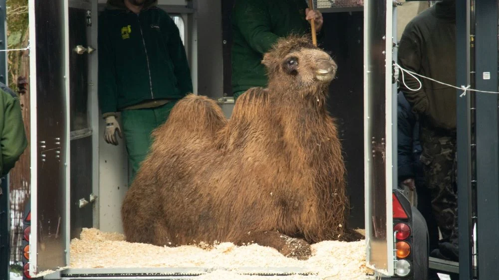 Śląski Ogród Zoologiczny ma nową lokatorkę. Poznajcie wielbłądzicę Molly!